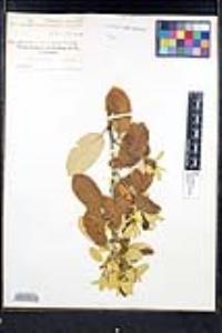 Frangula californica image