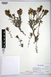 Castilleja foliolosa image