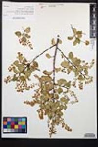 Prunus ilicifolia image