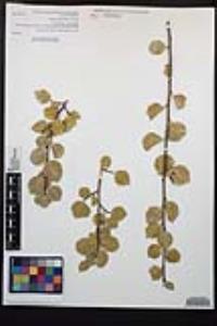 Prunus ilicifolia image