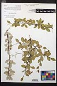 Cotoneaster pannosus image