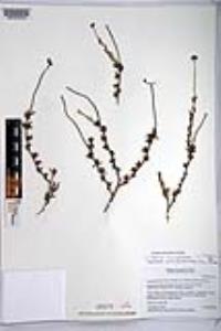 Eriogonum fasciculatum var. flavoviride image