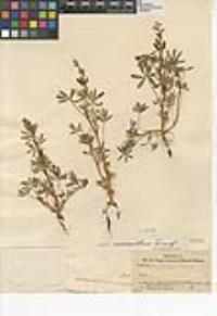 Lupinus bicolor image