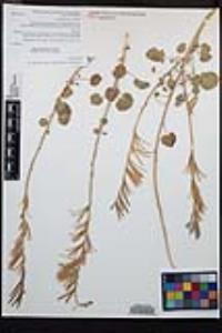 Chylismia cardiophylla image