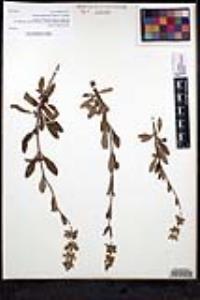 Salvia mellifera image