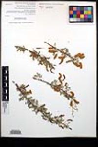 Senegalia greggii image