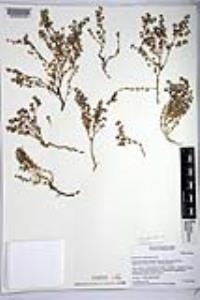 Euphorbia melanadenia image