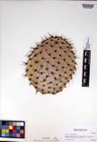 Opuntia oricola image