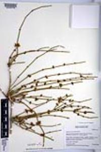 Ephedra aspera image