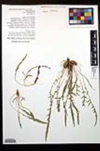 Oenothera flava subsp. taraxacoides image