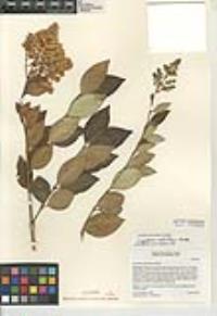 Ligustrum ovalifolium image