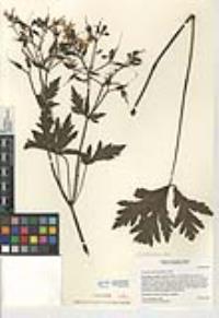 Geranium palmatum image