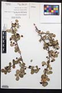 Amelanchier utahensis image