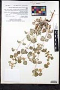 Marrubium vulgare image