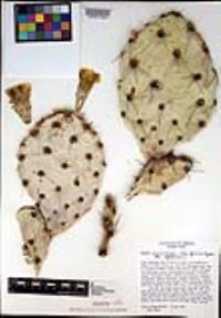 Opuntia engelmannii image