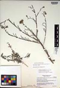 Corethrogyne filaginifolia image