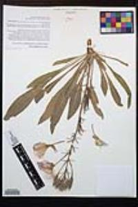 Oenothera elata image