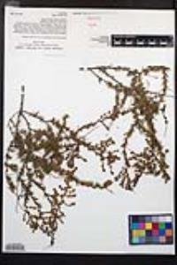 Adenostoma fasciculatum image