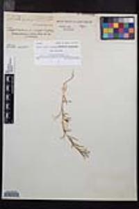 Camissonia strigulosa image