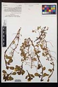 Ludwigia peploides image