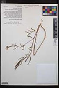 Clarkia bottae image