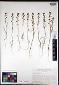 Lepidium nitidum image