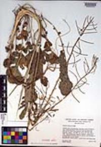 Barbarea orthoceras image