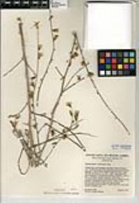 Stephanomeria cichoriacea image