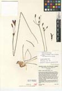 Brodiaea santarosae image