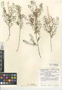 Lepidium ramosissimum image