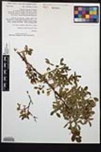 Rosa californica image