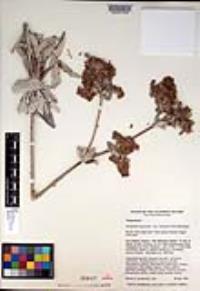 Eriogonum giganteum var. formosum image