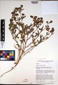 Trifolium palmeri image