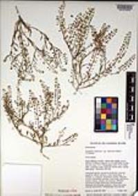 Lepidium virginicum image