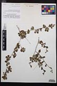 Cercocarpus montanus image