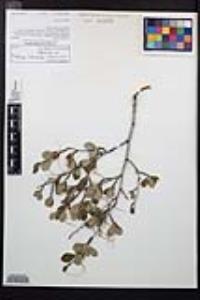 Cercocarpus montanus var. glaber image