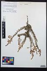 Adenostoma fasciculatum image