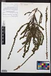 Adenostoma fasciculatum image