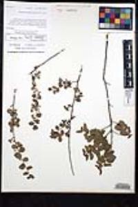 Rhamnus crocea image
