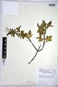 Sambucus cerulea image