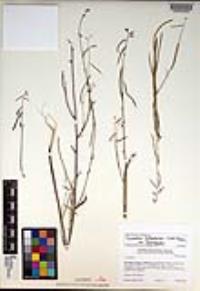 Caulanthus heterophyllus var. heterophyllus image