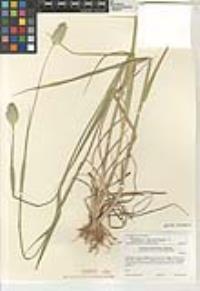 Phalaris canariensis image