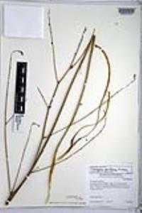 Chlorogalum parviflorum image