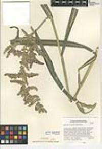 Echinochloa crus-pavonis var. crus-pavonis image