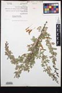 Acacia greggii image