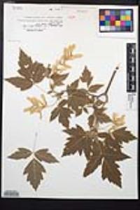 Acer negundo var. interius image