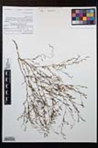 Gayophytum diffusum image