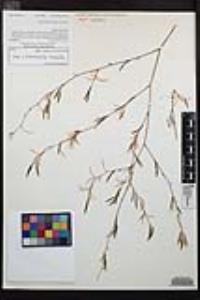Epilobium brachycarpum image