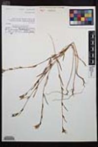 Clarkia purpurea subsp. quadrivulnera image