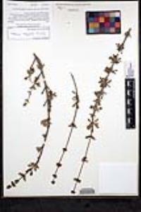 Salvia mellifera image